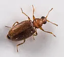 Melanophthalma helvola