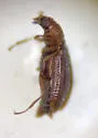 Melanophthalma helvola - photo 3