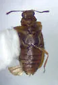 Melanophthalma helvola - photo 4