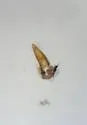 Melanophthalma helvola - photo 5