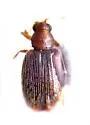 Melanophthalma inermis
