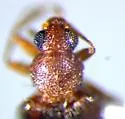 Melanophthalma inermis - photo 3