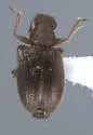 Melanophthalma inermis - photo 5