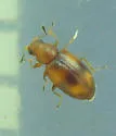 Melanophthalma picta