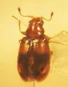 Melanophthalma picta - photo 2