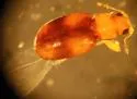 Melanophthalma picta - photo 3