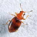 Melanophthalma picta - photo 4