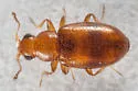 Melanophthalma picta - photo 5