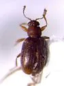 Melanophthalma pumila