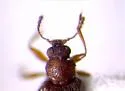 Melanophthalma pumila - photo 2