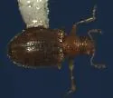 Melanophthalma pumila - photo 3
