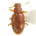 Melanophthalma pumila - photo 5