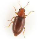 Melanophthalma simplex