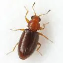 Melanophthalma simplex - photo 2