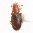Melanophthalma simplex - photo 3