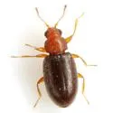 Melanophthalma simplex - photo 4