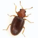 Melanophthalma simplex - photo 5