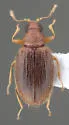 Melanophthalma taurica