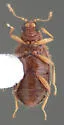 Melanophthalma taurica - photo 2