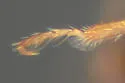 Melanophthalma taurica - photo 3
