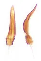 Melanophthalma taurica - photo 4