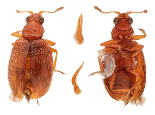 Melanophthalma villosa