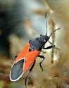 Melanopleurus belfragei - photo 2
