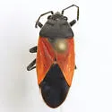 Melanopleurus belfragei - photo 3