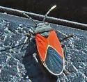 Melanopleurus belfragei - photo 5