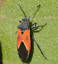 Melanopleurus fuscosus