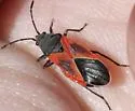 Melanopleurus fuscosus - photo 2