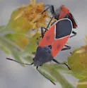 Melanopleurus fuscosus - photo 3