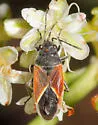 Melanopleurus pyrrhopterus - photo 2