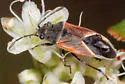 Melanopleurus pyrrhopterus - photo 3