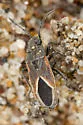 Melanopleurus pyrrhopterus - photo 4