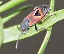 Melanopleurus tenor - photo 3