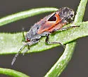 Melanopleurus tenor - photo 4
