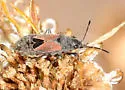 Melanopleurus tenor - photo 5