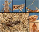 Melanoplus ablutus