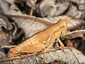 Melanoplus ablutus - photo 2