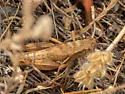 Melanoplus ablutus - photo 3