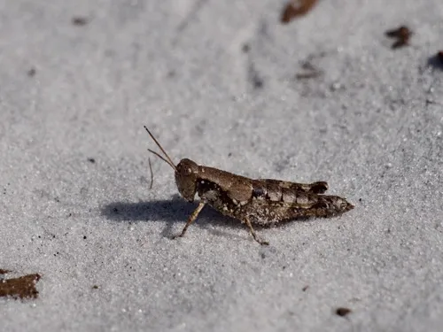 St. Johns Short-wing Grasshopper