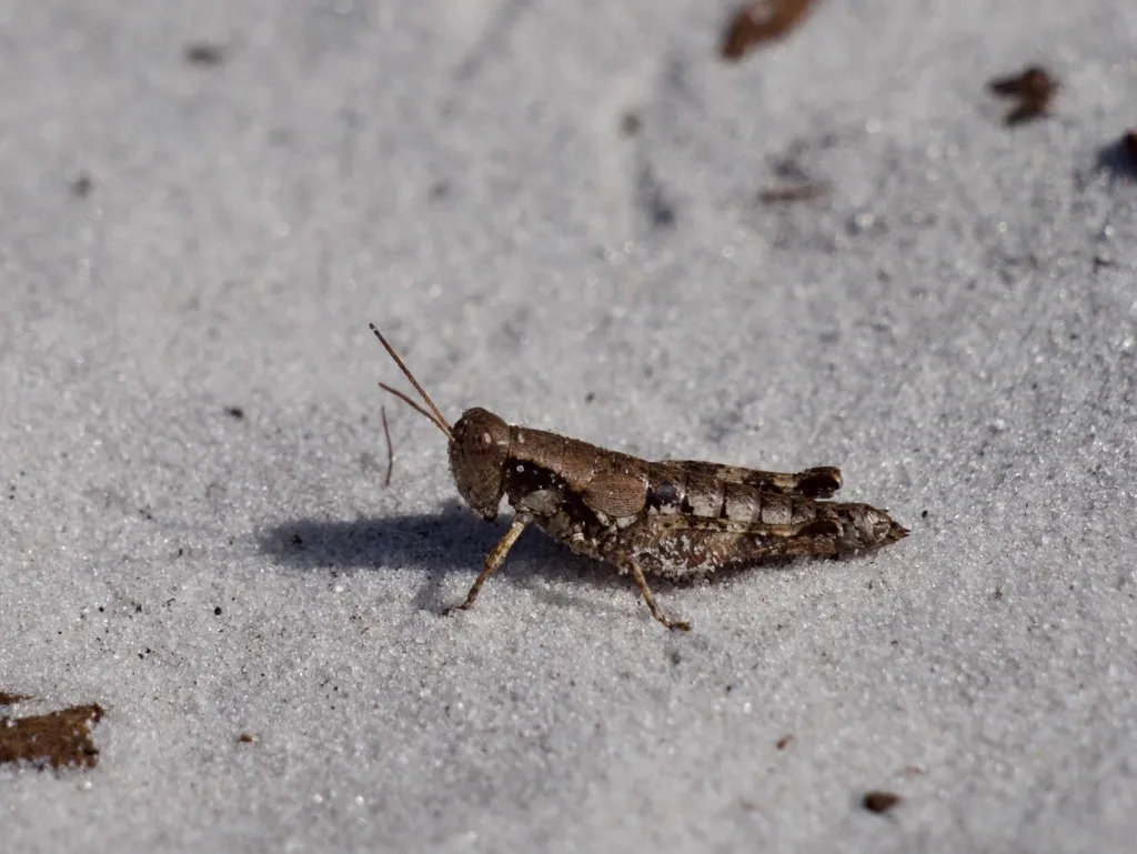 St. Johns Short-wing Grasshopper - photo 2