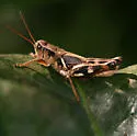 Alabama Spur-throat Grasshopper