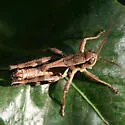 Alabama Spur-throat Grasshopper - photo 2