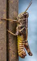 Alabama Spur-throat Grasshopper - photo 3
