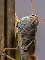 Alabama Spur-throat Grasshopper - photo 4
