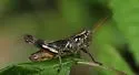 Alabama Spur-throat Grasshopper - photo 5