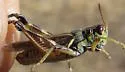 Alpine Grasshopper