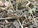 Alpine Grasshopper - photo 2